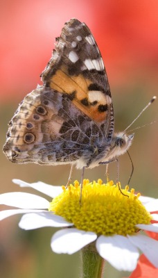 ромашка бабочка цветы