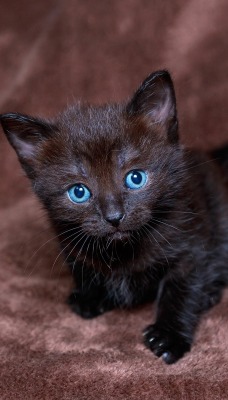 голубоглазый котенок плед