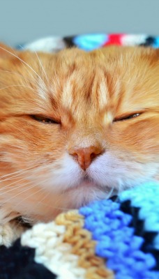 кошка сон плед