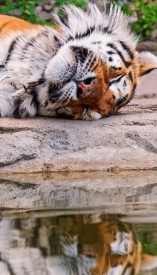 тигр сон лужа плитка