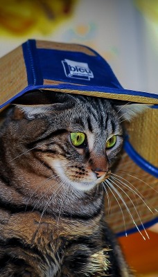 кот соломенная шляпа