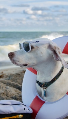 собака пляж песок море спасательный круг