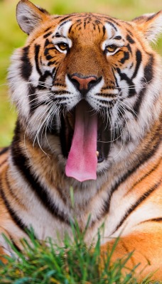 тигр пасть зевок трава