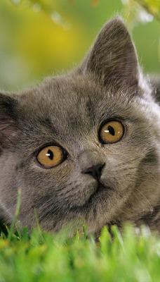кошка папоротник листья