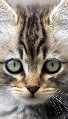 котенок глаза усы