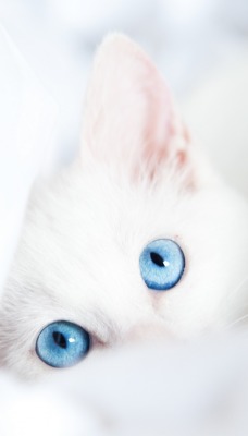 белая кошка голубые глаза