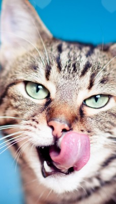 кошка язык глаза сердечки