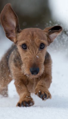 собака снег зима