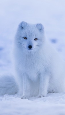 песец снег лисица