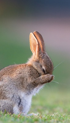 кролик трава