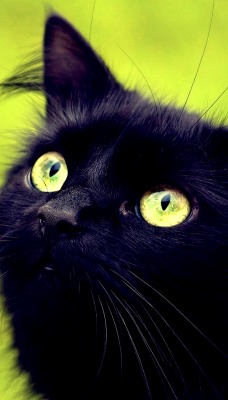 кот глаза зелень