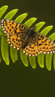 бабочка папоротник