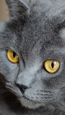 британский кот глаза