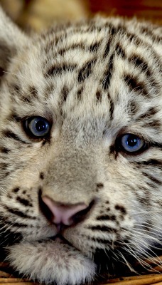 белый тигр взгляд