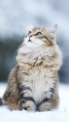 кот снег взгляд