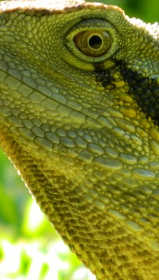 Варан рептилия зеленый