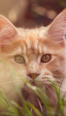 кошка трава солнце