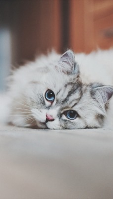 кошка голубые глаза пол
