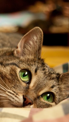 кошка взгляд зеленые глаза