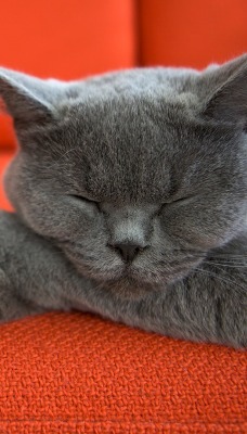 британская кошка сон диван