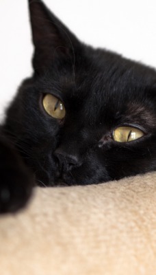 черная кошка взгляд глаза