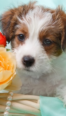 собака пес цветы