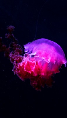 Медуза свечение розовое