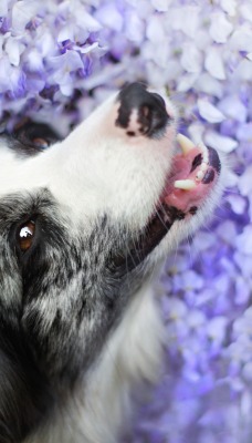собака цветы