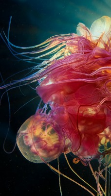 медуза океан под водой