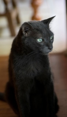 кот черный окно