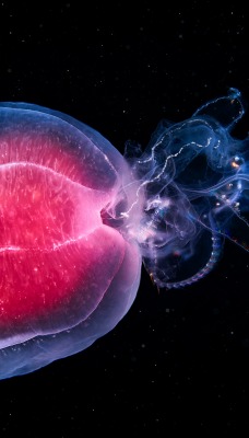 медуза свечение красно-синее