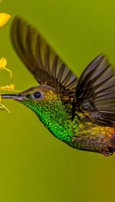 колибри цветок полет