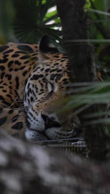 гепард джунгли спит