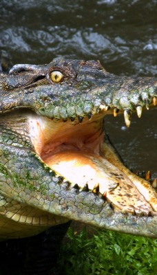 крокодил пасть