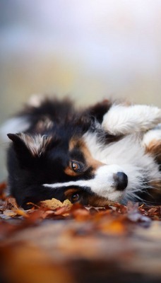 собака листья осень качается