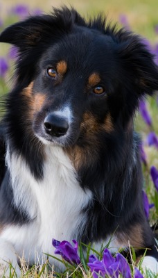 собака поляна цветы фиолетовые