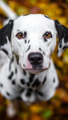 собака далматинец листья