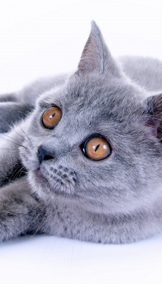 дымчатый кот котенок