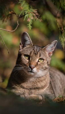 кот породистый хвоя