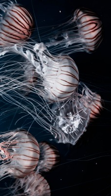 медузы глубины