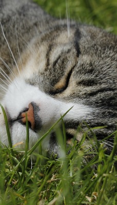 кошка спит трава блаженство