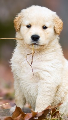 собака щенок листья