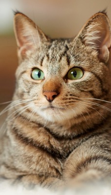 кошка полосатая зеленые глаза