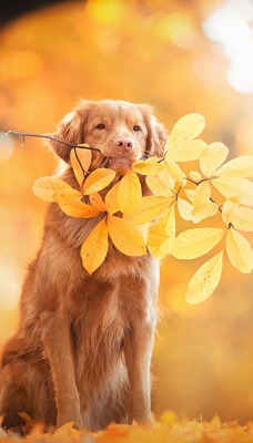 собака осень листва