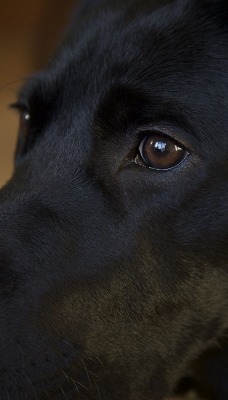 собака черный лабрадор морда