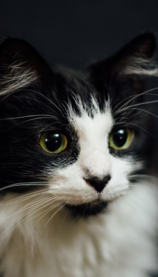кот черно-белый кот черный фон