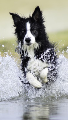 собака вода брызги