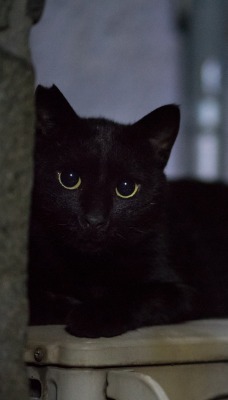 черный кот глаза черные