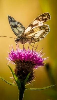 бабочка цветок опыление