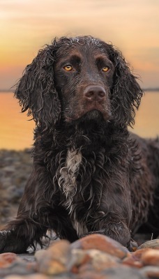 собака пляж галька море закат